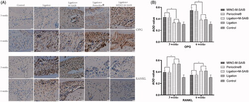 Figure 8. IHC staining and the corresponding quantitative analysis of OPG and RANKL after 3 and 6 weeks (400 × magnification, bar = 20 μm). The results represent the mean ± SD, n = 3, *p < .05.