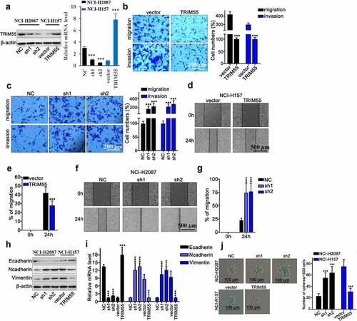 Figure 2. A. TRIM55 mRNA and protein level detection on NCI-H2087 and NCI-H157 cell groups, respectively, transfected with TRIM55-specific shRNA, over-expression vector or control vectors. *** p < .001 compared with group NC or vector. B. Transwell assay detection of tumor cell migration and invasion on NCI-H2087 and NCI-H157 cell groups transfected with TRIM55-specific over-expression vectors or control vectors. *** p < .001 compared with group vector. C. Transwell assay detection of tumor cell migration and invasion on NCI-H2087 and NCI-H157 cell groups transfected with TRIM55-specific shRNAs. *** p < .001 compared with group NC. D–G. Wound healing assay on NCI-H157 and NCI-H2087 cell groups transfected with TRIM55-specific overexpssion vectors or shRNAs, respectively. *** p < .001 compared with group NC. H-I. mRNA and protein level detection of biomarkers of EMT (Ecad, Ncad, Vim) in different NCI-H157 cell groups transfected with TRIM55 specific shRNAs, overexpression vectors or control vector, respectively. *** p < .001 compared with group NC or vector. J. G. Spheroid formation assay was performed to investigate the role of TRIM55 in suppressing tumor cells. *** p < .001 compared with group vector.