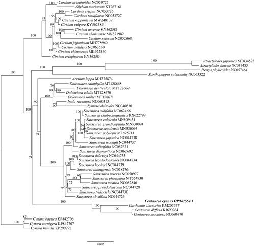 Figure 3. Maximum-likelihood (ML) tree of Centaurea cyanus and 49 relative species was reconstructed using the IQ-Tree based on 73 protein-coding genes shared by all genomes. Bootstrap values are shown next to the nodes. The following sequences, of which some existed in NCBI database but were unpublished, were used: Carduus acanthoides NC053725, Silybum marianum KT267161, Carduus crispus NC053726, Carduus tenuiflorus NC053727, Cirsium nipponicum MW248139, Cirsium vulgare KY562585, Cirsium arvense KY562583 (Jung et al. Citation2021), Cirsium shansiense MN871982 (Xu et al. Citation2020), Cirsium setosum NC052868, Cirsium japonicum MH778960 (Yu and Kim Citation2019), Cirsium setidens NC063550, Cirsium rhinoceros MK922360 (Nam et al. Citation2019), Cirsium eriophorum KY562584, Atractylodes japonica MT834523 (Shi et al. Citation2021), Atractylodes lancea NC037483, Pertya phylicoides NC057464, Xanthopappus subacaulis NC063322, Arctium lappa MH375874 (Xing et al. Citation2019), Dolomiaea calophylla MT128668, Dolomiaea denticulata MT128669, Dolomiaea edulis MT128670, Dolomiaea souliei MT128671, Inula racemosa NC060313, Synurus deltoides NC046830, Saussurea albifolia NC062456, Saussurea chabyoungsanica KX622799 (Cheon et al. Citation2017), Saussurea calcicola MN509431, Saussurea grandicapitula MN530094, Saussurea seoulensis MN530095, Saussurea polylepis MF695711 (Yun et al. Citation2017), Saussurea japonica NC044738, Saussurea tsoongii NC044737, Saussurea salicifolia NC057621, Saussurea diamantiaca NC062692, Saussurea delavayi NC044733, Saussurea leontodontoides NC044734, Saussurea hookeri NC044739, Saussurea talungensis NC058276, Saussurea inversa NC050977, Saussurea phaeantha MT554930, Saussurea medusa NC052846, Saussurea pseudoleucoma NC044728, Saussurea tridactyla NC044730, Saussurea obvallata NC044726, Carthamus tinctorius KM207677, Centaurea diffusa KJ690264, Centaurea maculosa NC060470, Cynara baetica KP842706, Cynara cornigera KP842707, Cynara humilis KP299292 (Curci and Sonnante Citation2016).