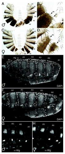 Figure 1. Morphogenesis of the terminal abdominal segment. Adult Drosophila males externally lack the terminal abdominal segment A7. (A and C) Whole abdominal cuticle preparation of adult male and female dissected longitudinally along the dorsal axis. Segment tergites are numbered. Note a robust, but characteristically modified, female A7 is present (C), but males lack both tergite and sternite (A). (B and D) Higher magnification of same cuticles framing the posterior-most tergites. Arrows indicate spiracle pits. A single spiracle pit is associated with each female tergite (D) however in males the A7 spiracle has moved anteriorly and is associated with the A6 tergite (E and F) Despite its absence in adults, male A7 undergoes substantial proliferation during the first 28 h of pupation. By 24 h APF, male A7 histoblasts (small nuclei) have proliferated and formed a continuous segmental epithelium (E). (G and H) Abd-B and Dsx mediated repression of Wg is a major contributor of the ultimate reduction of male A7. The same pupae shown in E-F stained with an anti-Wg antibody show absence of Wg from male A7 (G).