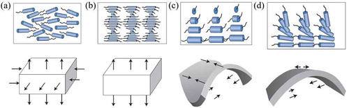 Figure 34. Macroscopic shape changes in liquid crystal polymers resultant from various mesogen structures: (a) planar uniaxial shape change resultant from isomerization of corresponding mesogen structure, (b) cholesteric shape change resultant from isomerization of corresponding mesogen structure, (c) twisted nematic shape change resultant from isomerization of corresponding mesogen structure, (d) splay-bend shape change resultant from isomerization of corresponding mesogen structure. Figure reprinted with permission from [Citation29].