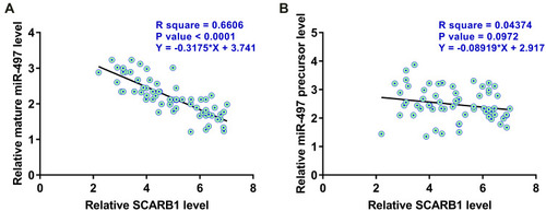 Figure 2 CircRNA SCARB1 and mature miR-497 were inversely correlated across HCC samples. Pearson’s correlation coefficient analysis was used to analyze the correlations between circRNA SCARB1 and mature miR-497 (A) or miR-497 precursor (B) across HCC tissue samples.