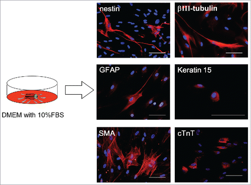 Figure 2. Differentiation of hHAP stem cells. Four weeks after culture in DMEM containing 10% FBS, the upper part of hair follicles differentiated to troponin (cTnT)-positive cardiac-muscle cells, nestin- and βIII-tubulin-positive neurons, GFAP-positive glial cells, K15-positive keratinocytes and smooth-muscle actin (SMA)-positive smooth-muscle cells. Scale bar = 100 µm.