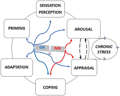 Figure 2. MR- and GR-Mediated actions during information processing. MR and GR mediate in a complementary and balanced manner (see Box 4) the actions of glucocorticoids on the processing of information. MR is promiscuous and its activation by cortisol and corticosterone can be modulated by their 11 deoxy congeners, progesterone, and Aldo. GR is activated at higher concentrations of glucocorticoids after stress and toward/during the activity period in the circadian cycle. The actions exerted by glucocorticoids on information processing are conditional and time-dependent and should be considered in concert with CRH/vasopressin/POMC-driven HPA-axis activity, and sympathetic and cytokine responses together with multiple dedicated signaling cascades. Non-genomic actions rapidly proceed via the lower affinity membrane variants of MR and GR and thus may respond to a wide range of corticosterone concentrations. these rapid actions occur in the domains of arousal. appraisal processes and choice of coping style. The slow genomic responses mediated by MR and GR deal with energy metabolism, adaptation to change, and priming in preparation for the future (memory storage, inflammasome formation, and energy storage). However, the actions of glucocorticoids are also subject to meta-plasticity involving both genomic and non-genomic actions mediated by MR and GR. The actions are modified by receptor coregulator composition and are subject to ultrashort feedback loops via FKBP5. Perception discrimination ability and sensory detection threshold (nociception, taste, smell, hearing) are regulated via GR activation. The appraisal process may frustrate coping if the individual is unable to predict either the outcome of dealing with a threat or due to lack of sufficient energy as a source of motivation to pursue coping with e.g. fear or reward. If the prediction is uncertain the subject arrives in a state of lack of control: the ‘brain gets stuck’ as a consequence of chronic stress and useless energy expenditure (McEwen, 2017; McEwen & Akil, Citation2020; Sousa, Citation2016). The figure depicts an imbalance with excess MR- over GR-mediated actions. Such a positive “MR/GR balance” is characteristic of a sympathetic-driven dominant individual with low circulating corticosterone and a habitual coping style (de Boer et al., Citation2017). In a stable predictable context, this is a healthy resilient phenotype, but during lack of control the vulnerability to stressors is increased (Daskalakis et al., Citation2022; de Kloet et al., Citation1999, Citation2005, Citation2018; de Kloet & Joëls, Citation2023). Blue and red refer to GR- and MR-mediated actions.