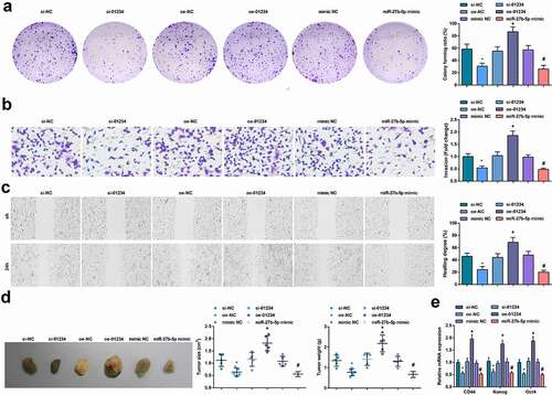 Figure 3. Reduced LINC01234 or up-regulated miR-27b-5p restrains OCSCs progression and tumorigenesis in vivo. A. The colony formation ability examined via colony formation assay; B. The invasion ability of CD133+ OCSCs in each group detected via Transwell assay ; C. The migration ability of CD133+ OCSCs in each group detected via scratch test; D. In vivo xenograft experiment results; E. Stem cell-related genes (CD44, Nanog, and Oct4) expression detected via RT-qPCR; * vs the si-NC group, P < 0.05; + vs the oe-NC group, P < 0.05; # vs the mimic NC group, P < 0.05; Panel D (n = 5), Panel A-C, and E (N = 3).