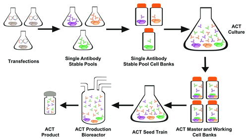 Figure 6. ACT Expression System Single antibody stable pools are created by co-transfection of pRep78low and pExcel ITRp5 antibody containing plasmids (Fig. 1). These cultures are frozen as single antibody stable pool cell banks, thawed, and productivity for each stable pool is measured. Using the productivity data, single antibody cultures are mixed into one ACT culture containing cells expressing all of the antibodies in the desired combination at the desired concentrations. Master cell banks are made from the ACT cultures and frozen. These cell banks will be transferred to a cGMP facility for the creation of working cell banks for scale up to production bioreactors to create the ACT product.