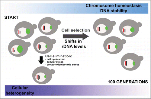 Figure 7. rDNA-mediated chromosome homeostasis during passages. Cells with initial excess of chromosome levels are eliminated and cells with more balanced chromosome state are promoted that is accompanied by shifts in rDNA pools (see text for details).