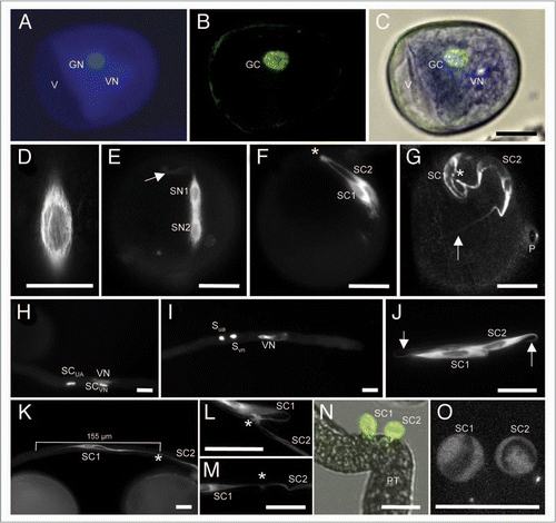 Figure 1 Establishment and properties of the male germline in maize. Germline cells are labeled with α-tubulin-YFP. (A–D) Microspore at late bicellular stage: (A) the vegetative cell still contains a vacuole (V) and the generative cell nucleus (GN) already underwent DNA-syntheses as indicated by its bright signals compared with the vegetative nucleus (VN) after DAPI staining. (B) α-tubulin-YFP expression is restricted to the generative cell (GC). (C) Merged image of (A and B). (D) α-tubulin-YFP forms a cage around the GC nucleus during Pollen Mitosis II . (E) Transition towards tricellular stage: microtubuli bundles have been formed around and between sperm nuclei (SN1/2). Note that first microtubular tail-like extensions are visible (arrow). (F) At early tricellular stage, twin sperm cells (SC1/2) are arranged in parallel. A microtubuli knot (asterisk) becomes visible at half distance between sperm nuclei. (G) Late and mature tricellular pollen stage showing twin sperm cells with long microtubular extensions (arrow), a microtubuli knot (asterisk) connecting both cells and the germination pore (P). (H and I) DAPI staining to show that sperm cells and vegetative nucleus travel as male germ unit (MGU). Note that initially the nucleus of the leading sperm cell (SCVN) seems closely associated with the vegetative nucleus (VN). (I and J) At later stages leading and trailing sperm cells (SCVN and SCUA) are hardly distinguishable as they change positions inside the growing pollen tube. Arrows mark tail-like microtubuli extensions. (K) Stretched sperm cells measure up to 155 µm in length. An asterisk labels the position of a microtubuli knot between both sperm cells. (L and M) Examples of enlarged microtubuli knots. (N) A manipulated pollen tube (PT) releases twin sperm cells that become spherical within seconds. (O) Spherical sperm cells have completely lost their microtubular structure. Dark areas inside sperm cells are sperm nuclei. Scale bars: 20 µm.