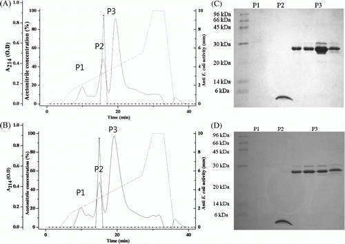 Figure 3.  Purification of AcCec and AcCec-K using Resource RPC column. (A) Purification of AcCec (A buffer: 0.05% TFA in 10% acetonitrile; B buffer: 0.05% TFA in 90% acetonitrile). (B) Purification of AcCec-K (A buffer: 0.05% TFA in 10% acetonitrile; B buffer: 0.05% TFA in 90% acetonitrile). (C) SDS-PAGE analysis of purified AcCec. (D) SDS-PAGE analysis of purified AcCec-K.