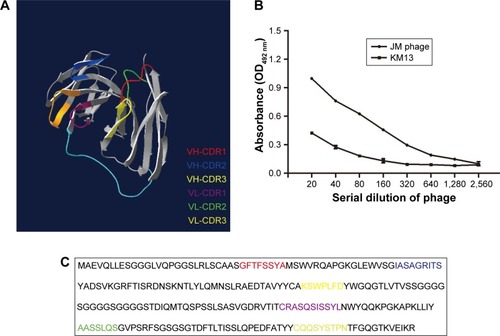 Figure 1 Amino-acid sequence of JM-phage and binding ability of JM-phage with rMP65.Notes: (A) 3-D structure of JM-phage and antigen-binding sites analyzed by DeepView. (B) Binding ability of JM-phage with rMP65 detected by ELISA with serial dilutions. Absorbance at OD 450 nm was measured and results calculated as mean ± SD. (C) Sequence of JM-phage. CDR sequences indicated with different colors in accordance with (A).Abbreviations: ELISA, enzyme-linked immunosorbent assay; CDR, complementarity-determining region.