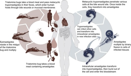 Figure 2 The life cycle of Trypanosoma cruzi.