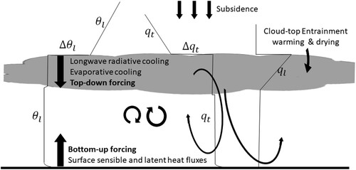 Fig. 29 Schematic vertical structure and physical processes of the stratocumulus topped boundary layer.