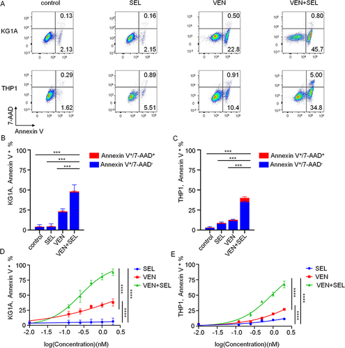 Figure 1 Selinexor synergizes with venetoclax to enhance apoptosis of AML cell lines in vitro. (A) Flow cytometric analysis of apoptosis in KG-1A and THP-1 cells. Cells were stained with annexin-V and 7-AAD. (B and C) Statistical differences were calculated on the basis of the total number of Annexin V+ cells for KG-1A cells (B) (treated with 250 nM selinexor, venetoclax or their combination) and THP-1 cells (C) (treated with 500 nM selinexor, venetoclax or their combination). (D and E) Determination of IC50 values for KG-1A (250 nm) (D) and THP-1 (950 nm) (E). The data are shown as the mean±SD. ***p< 0.001, ****p< 0.0001.
