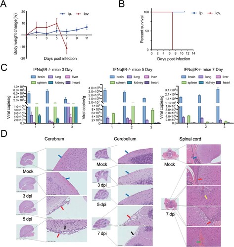 Figure 4. Histopathological analyses of IFNαβR-/- mice intraventricularly infected with PPV. (A) Weight loss of IFNαβR-/-mice infected with PPV via intraperitoneal (ip) and intraventricular (icv) infection. (B) The death rate of IFNαβR-/-mice infected with PPV via intraperitoneal (ip) and intraventricular (icv) infection. (C) Viral load in different tissues of IFNαβR-/-mice infected with PPV at 3, 5, and 7 days post-infection (d.p.i.). (D) Histopathological changes in the cerebrum, cerebellum and spinal cord of mice intraventricularly challenged with PPV. Blue arrows indicate the enlargement of normal areas. Red arrows indicate the inflammatory infiltrates. The black arrow indicates cortical edema. Yellow arrows indicate gliosis in the spinal cord. Green arrows indicate hematomyelia. [Cerebrum scale bars: 0.5 mm (left); 20 μm (right); cerebellum scale bars: 0.2 mm (left); 20 μm (right); spinal cord scale bars: 0.2 mm (left); 20 μm (right).]