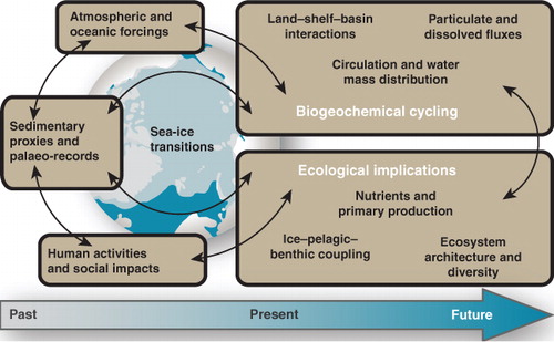 Fig. 1  Conceptual diagram summarizing the questions that are the focus of the Arctic in Rapid Transition network.