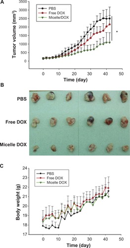 Figure 7 In vivo antitumor efficacy of free DOX and Micelle DOX in the NCI-H358 tumor-bearing model. (A) Tumor volume profiles according to time. (B) Photographic images of tumors removed at day 42 after the mice were sacrificed. (C) Body weight of the mice according to time.Abbreviation: DOX, Doxorubicin.