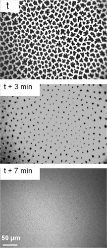 Figure 2 Fluorescence images of a DPPC monolayer compressed at 13 mN m−1 under N2 (upper image). At time t, the atmosphere of N2 above the monolayer started to be saturated with gPFOB. One can see that the LC domains progressively disappear with time. After 7 min, the monolayer is totally homogenous and fluid.