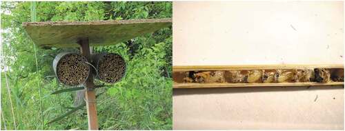 Figure 4. Occupied reed stems in a trap nest are sealed with a mud plug (left). They can contain several brood cells of bees or wasps (Aculeata) that consist of a developing offspring with a pollen package or prey (e.g., spiders) as food resource (right). Photographer: András Báldi (left), Áron Bihaly (right).