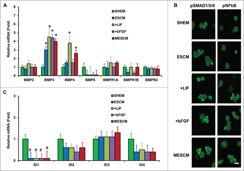 Figure 3. LIF or bFGF or combination does not activate BMP signaling. Expression of BMP ligands and receptors (A), and BMP downstream genes, ID1-4 (C), was measured by qRT-PCR (*P < 0.05 when compared to the corresponding SHEM group, n = 3) in HCECs at Day 21 cultured in different media. Immunofluorescence staining of pSMAD1/5/8 and pNF-κB was performed to examine the canonical BMP signaling and non-canonical BMP-NFκB signaling in HCECs (B). Scale bars: 25 μm.