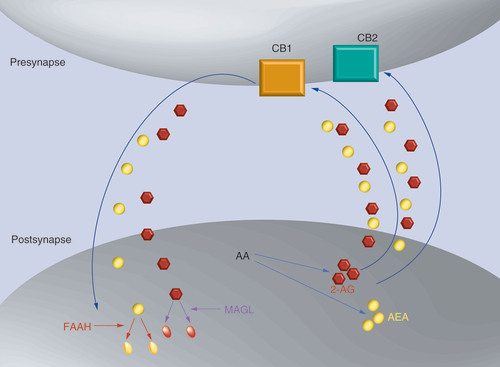 Figure 1. Endocannabinoid retrograde signaling.2-AG and AEA are synthesized on demand from AA. Endocannabinoids travel from the postsynapse to the presynapse and bind to CB1 and CB2 receptors. Endocannabinoids are transported back to the postsynapse (mechanism unknown – elusive transporter) where they are degraded by their enzymes, MAGL and FAAH, respectively.2-AG: 2-arachidonoylglycerol; AA: Arachidonic acid; AEA: Anandamide; CB1: Cannabinoid receptor type 1; CB2: Cannabinoid receptor type 2.