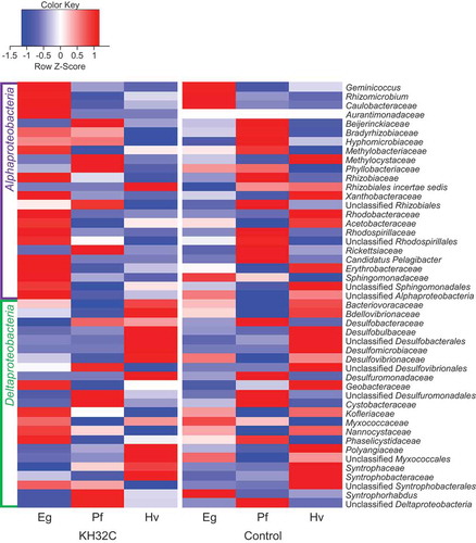 Figure 3. Heatmap analysis based on the relative abundance of Alphaproteobacteria and Deltaproteobacteria at the family level in root-associated soil of Nipponbare plants. Color means Z-score. Eg, early growth stage; Pf, panicle formation stage; Hv, harvesting stage