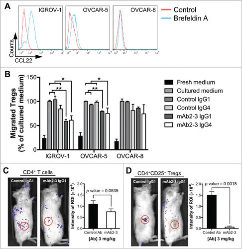 Figure 3. Inhibition of ovarian cancer-cells-mediated Treg chemotaxis by mAb2-3 in vitro and in vivo. (A) To facilitate intracellular chemokine CCL22 staining 3 µg/mL brefeldin A was added (blue lines) or not (red lines) to the overnight cultures of IGROV-1, OVCAR-5 and OVCAR-8 cell lines. (B) In vitro chemotaxis of CD4+CD25+ Tregs induced by CCL22-expressing ovarian cancer cell supernatant was performed using transwell assay. Treg recruitment was inhibited by mAb2-3 IgG1 and IgG4, but not by control antibodies. (C) The in vivo bioluminescence images of ovarian cancer xenograft mouse model at 18 h post-injection of luciferized CD4+ T cells and (D) CD4+CD25+CD127dim/− Tregs. The intensity of region of interest (ROI) (red circle, xenograted tumor) was further quantified in the left panel. Results were expressed as means ±S.D. “*” and “**” represent Students t-test p value < 0.05 and 0.01, respectively.