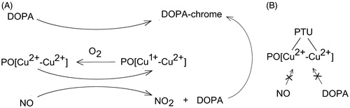 Scheme 1. (A) Simplified scheme of DOPA-chrome formation by enzymatic path and NO-mediated proposed path. (B) Inhibition of NO-mediated DOPA-chrome formation by PTU.