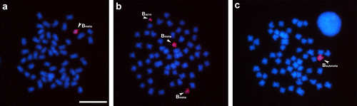 Figure 2. Somatic chromosomes of Prochilodus lineatus after in situ hybridization using a B metacentric (Bm) chromosome variant probe. In (a) metaphase cell with one metacentric variant B chromosome; (b) metaphase with two metacentrics and one acrocentric variant B chromosome; (c) metaphase with one submetacentric variant B chromosome. Arrowheads highlight metacentric, submetacentric and acrocentric B chromosome variants. Bar = 10 μm.