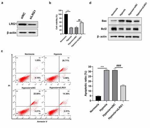 Figure 3. Effect of LRG1 on cell viability and cell apoptosis in H9c2. (a) The interference effect of siLRG1 was detected by western blot; (b) Cell viability was detected by CCK-8; (c) Apoptosis was detected by Annexin V-FITC/PI staining; (d) Western blot was used to detect the expression of Bax and Bcl2 protein. When normoxia as control, ***P < 0.001. When hypoxia + siNC as control, ##P < 0.01, ###P < 0.001