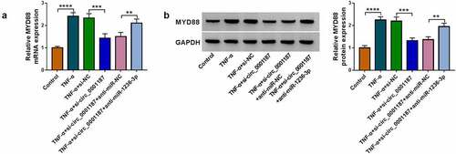 Figure 7. Circ_0001187 sponged miR-1236-3p to regulate MYD88. FHC cells were transfected with si-circ_0001187 and anti-miR-1236-3p followed by treated with TNF-α. The MYD88 mRNA and protein expression was determined by qRT-PCR (a) and WB analysis (b). **P < 0.01, ***P < 0.001, ****P < 0.0001.