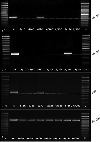 Figure 4. The examples of agarose gel electrophoresis for PCR products of sfaD/E (A, B), cnf1 (C), and fimG/H (D) gene fragments amplified from cDNA synthesized by reverse transcription of mRNA isolated from E. coli wild type (No. 6 and No. 16) and ciprofloxacin-resistant derivatives (No.: 6/1C, 6/4C, 6/7C, 6/10C, 6/12C, 6/16C, 6/20C, 16/1C, 16/4C, 16/7C, 16/10C, 16/12C, 16/16C, and 16/20C), M – 100 bp DNA Ladder (Invitrogen).
