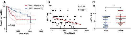 Figure 3 Association between STC1 expression and survival in clinical specimens. (A) Higher IRS of STC1 is associated with worse overall survival. (B) Correlation between IRS of STC1 and overall survival time. (C) Different STC1 expression in dead and alive BLCA patients. **P value < 0.01.