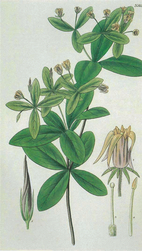 Figure 3  Pittosporum cornifolium type specimen illustrated by W.J. Hooker in 1832 in Curtis's Botanical Magazine, volume 59 (pl. 3161).
