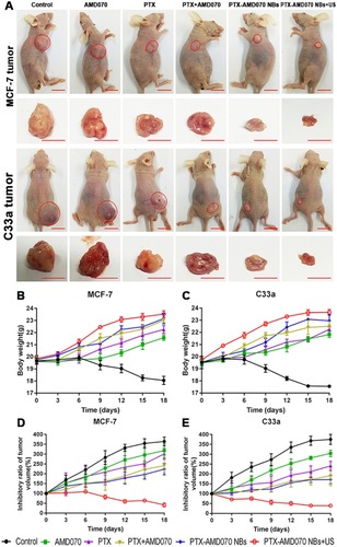 Figure 9 The curative effect in different treatment groups. (A) Xenografts in the tumor-bearing nude mice in different treatment groups. The red circles represent the xenograft areas. Scale, 1 cm. (B) Weight changes of nude mice bearing MCF-7 xenografts in different treatment groups. (C) Weight changes of nude mice bearing C33a xenografts in different treatment groups. (D) Tumor volume changes in nude mice bearing MCF-7 xenografts in different treatment groups. (E) Tumor volume changes in nude mice bearing C33a xenografts in different treatment groups.