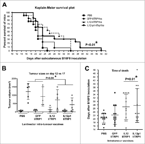 Figure 6. Therapeutic intratumor vaccination with IL12-p1-IiTrp1 can control tumor growth in a xenoantigen-free syngeneic B16F0 melanoma model. (A–C) C57Bl/6 mice were subcutaneously injected with 3 × 105 B16F0 cells/mouse (n = 5 per group) at the base of the tail. Mice were vaccinated 12 days later (average tumor size between 50–200 mm3) with 1 × 107 lentivector transducing particles intratumorally injected and tumor size was monitored every 2 days. (A) Kaplan-Meier survival plot. Pooled data from 2 independent experiments are plotted. (B) Tumor volume in mice on the day of vaccine injection (day 12) and on day 17. Data are presented as the mean ± S.D. (C) The time of death after lentivector vaccination. In this case, data from 2 independent experiments were pooled. Data are presented as the mean ± S.D. Tumor sizes and survival between groups were analysed statistically with the non-parametric Kruskal-Wallis test; duplicate experiments were performed with similar results achieved; * P < 0.05.