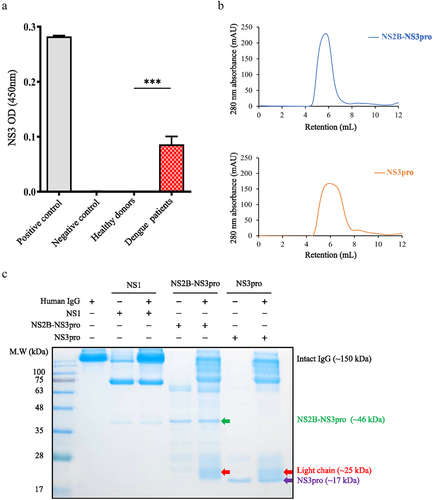 Figure 4. Lambda (λ) free light chain appears upon co-incubation of IgG and DENV protease.