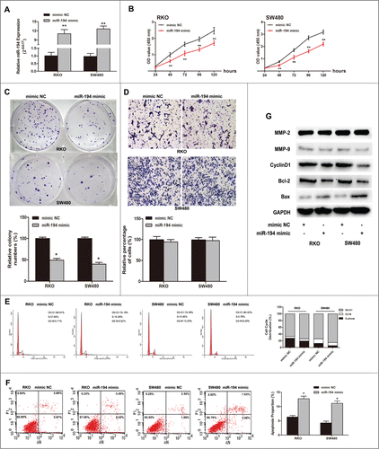 Figure 3. Tumor suppressive effects of miR-194 in RKO and SW480 CRC cell lines. (A) Relative miR-194 expression after transfected with miR-194 mimics or mimic NC, detected by SYBR qRT-PCR. The average miRNA expression from mimic NC group was appointed as 1. (B) The effect of transient transfection of miR-194 mimics or mimic NC (50 nM) for 24–120 h was examined on the proliferation of RKO and SW480 cells by CCK8 assay. (C) Colony formation assay after upregulation of miR-194 expression. (D) Overexpression of miR-194 seemed to be little effect on cell invasion of RKO and SW480 cells. Quantification was performed by counting the stained cells that invaded to the lower chamber under a light microscopy. The two CRC cells were treated as mentioned above. Flow cytometry analysis showed miR-194 induced cell cycle arrest (E) and increase of apoptosis (F). Data are presented as mean ± SD of results from 3 independent experiments. (G) Western blot analysis showed the expression levels of invasion related protein MMP2 and MMP9, cell cycle related protein cyclinD1, and apoptosis associated protein Bax and Bcl-2 after overexpression of miR-194. *P<0.01.