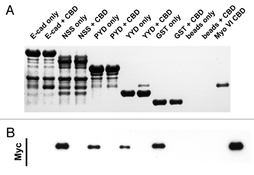 Figure 2. C-terminal E-cadherin truncation mutants interact with the cargo-bindng domain of Myosin VI. Coomassie stained gel (A) and the corresponding Myc-immunoblot (B) of a representative in vitro binding experiment. The first two lanes show the E-cadherin tail construct coupled to GSH beads, without (lane 1) and with added myc tagged Myo VI CBD (lane 2). The following 6 lanes were loaded correspondingly with three truncated constructs (NSS, PYD and YYD), as outlined in Figure 1. Lanes 9–12 are the negative GST controls and lane 13 indicates the molecular mass of the MyoVI CBD construct. The data are representative of three independent experiments.