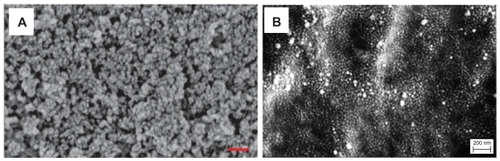 Figure 1 Scanning electron micrographs of (A) HA-PLGA (well-dispersed nano-hydroxyapatite in PLGA composite), (B) nano-HA-Ps-PLGA (HA-PLGA nanocomposite with chemically immobilized DIF-7c peptide). Original magnification 100,000×.Notes: Magnification bars are 200 nm. A is adapted from Liu and WebsterCitation25 and B is adapted from Liu and WebsterCitation2 with permission of the respective publishers.Abbreviations: HA, hydroxyapatite; PLGA, polylactide-co-glycolide; DIF-7c, bone morphogenetic protein (BMP-7)-derived short peptide; P, peptide; Ps, peptide loaded by aminosilane chemistry.