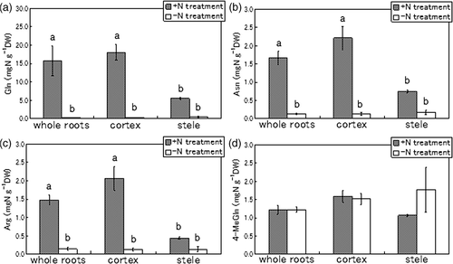 Figure 4. Comparison of predominant amino acids in whole roots, cortex and stele of tulips (Tulipa gesneriana) cultivated with −N and +N treatments. (a) glutamine (Gln), (b) asparagine (Asn), (c) arginine (Arg), (d) 4-methyleneglutamine (4-MeGln). Error bars show standard error (n = 4). Different letters above bars in each part indicate a significant difference at the level of P < 0.05. N, nitrogen; DW, dry weight.