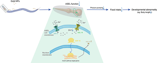 Figure 8 Schematic diagram of how egl-19 and eat-2 affect the functions of ASEL on chemosensation. When worms expose to a high concentration of Au NPs, it decreases the NaCl-induced intracellular calcium concentration through an egl-19 dependent pathway, further causing the reduction of pharynx pumping, and reduces the amount of food intake. The decreased food intake causes developmental abnormality, making the worm grows slow and smaller in size.