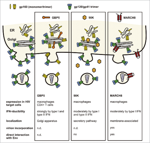 Figure 1. Antiviral factors targeting the Env glycoprotein. GBP5 and 90K reduce the infectivity of progeny virions by impaired processing of the gp160 precursor, resulting in reduced incorporation of mature gp120/gp41.Citation15,18 The membrane-associated protein MARCH8 downmodulates Env from the cell surface, thereby preventing its incorporation into budding virions.Citation19