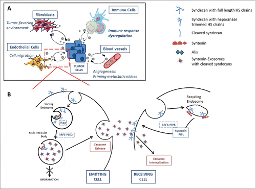 Figure 1. The syndecan-syntenin-ALIX pathway in intercellular exosomal communication. (A) Exosomes are mediators of intercellular communication between tumor and host cells including fibroblasts, endothelial cells, blood vessels and immune cells, to either favor or suppress the tumorigenic process depending on the cancer setting. Both host and tumor cells secrete and uptake exosomes and this multidirectionality seems to be regulated in part by the syndecan-syntenin pathway as detailed in (B). Syntenin binds to the cytosolic tail of syndecans, which are internalized in sorting endosomes along with their intact heparan sulfate (HS) chains. Endosomal heparanase (Hep) processes the HS chains to allow the clustering of syndecans for recruitment by syntenin to the ALIX/ESCRT machinery. Exosomal syndecans consist mainly of cleaved forms, i.e. C-terminal fragments of these molecules.Citation6 Along with ARF6 and phospholipaseD2 (PLD2), they trigger the formation of multi-vesicular bodies, containing several endosomes, later released as exosomes. On the target cell, syntenin is also involved in maintaining a pool of HSPGs at the cell membrane, by stimulating their recycling, in their intact full form, via its direct interaction with phosphatidylinositol 4,5 bisphosphate (PIP2), depending on ARF6-phosphatidylinositol 4-phosphate 5-kinase (PIPk) activation. HSPGs presence is essential for efficient exosome internalization and function.