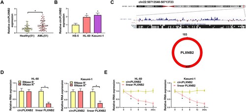 Figure 1. CircPLXNB2 was highly expressed in AML patients and cells. (A) CircPLXNB2 expression in healthy donors (n = 51) and AML patients (n = 51) was detected by qRT-PCR. (B) qRT-PCR was used to detect the expression of circPLXNB2 in HS-5, HL-60 and Kasumi-1 cells. n = 3 independent biological replicates. (C) CircPLXNB2 was located in chr22: 50713540-50713723, with a length of 183 nt. (D) CircPLXNB2 and its matching linear mRNA expression in AML cells (HL-60 and Kasumi-1 cells) treated with or without RNase R were detected by qRT-PCR. n = 3 independent biological replicates. (E) CircPLXNB2 and its matching linear mRNA expression in AML cells (HL-60 and Kasumi-1 cells) treated with actinomycin D were detected. n = 3 independent biological replicates. *P < 0.05 vs. healthy controls, HS-5 cells, RNase R− or actinomycin D−.