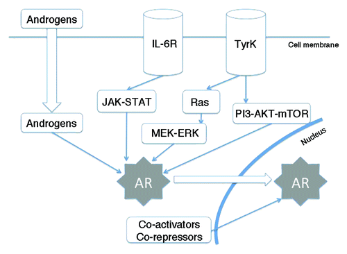 Figure 1. Summarized view of androgen receptor cross-talk with other pathways. AR, androgen receptor; TyrK, tyrosine-kinase receptor; IL-6R, interleukin-6 receptor.