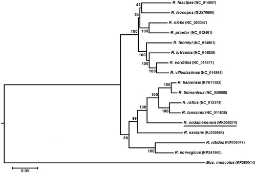 Figure 1. ML phylogenetic tree of Rattus species based on 13 PCGs under GTR + G + I model. Nodal support was estimated by 1000 bootstrap replicates. ML bootstrap values are shown above nodes.