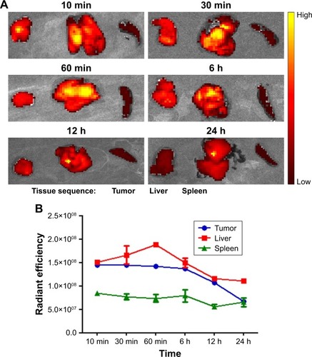 Figure 8 (A) In vitro fluorescence imaging of the tumor, liver, and spleen at different time points after DiI-labeled NBs-siRNA injection. (B) The change of fluorescence intensity of tumor, liver and spleen with time.