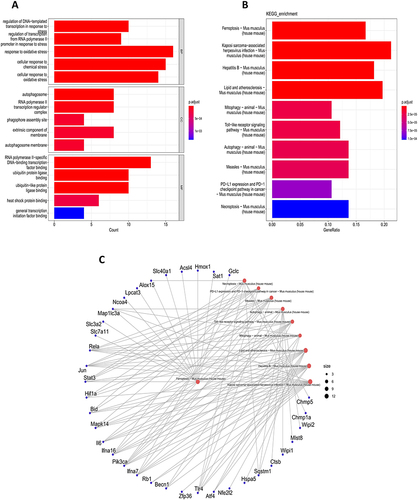 Figure 3 Enrichment analysis of 82 FRDEGs. (A) GO enrichment analysis of 82 FRDEGs. (B and C) KEGG enrichment analysis of 82 FRDEGs.