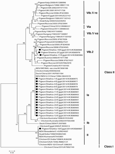 Figure 2. The neighbour-joining phylogenetic tree of the Egyptian PPMV-1 isolates based on the partial nt sequences of F protein gene (635 bp). A Chinese NDV-Class I strain was selected as an out-group sequence. Bootstrap values of >50% are shown above the branches. The isolates of this study are marked with solid squares.