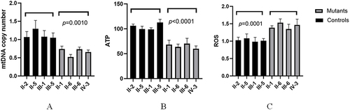 Figure 8 Analysis of mtDNA copy number in matrilineal relatives of the pedigree with NSHL. (A) mtDNA copy number; (B) ATP content; (C) ROS qualifications.